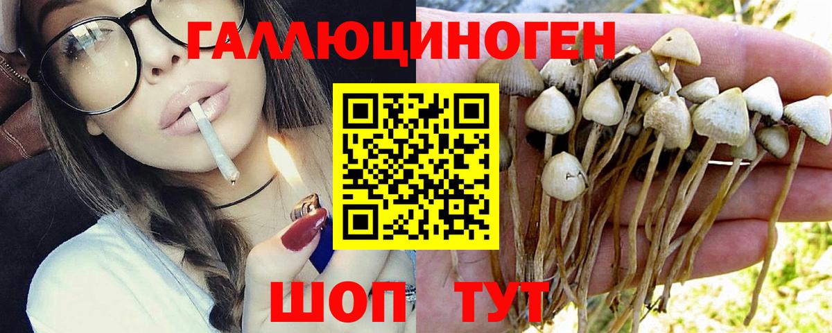 Псилоцибиновые грибы мицелий Новочебоксарск
